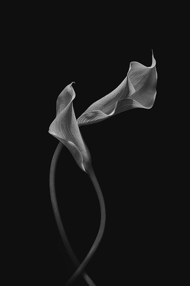 Two Loving Calla Lilies art print by Lydia Jacobs for $57.95 CAD