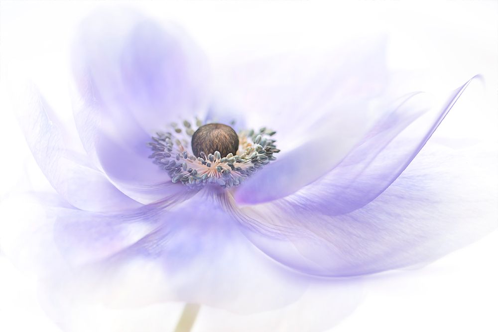 Summer Breeze art print by Jacky Parker for $57.95 CAD