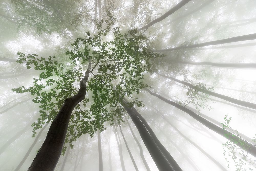 Misty mystery of the forest art print by Tom Pavlasek for $57.95 CAD