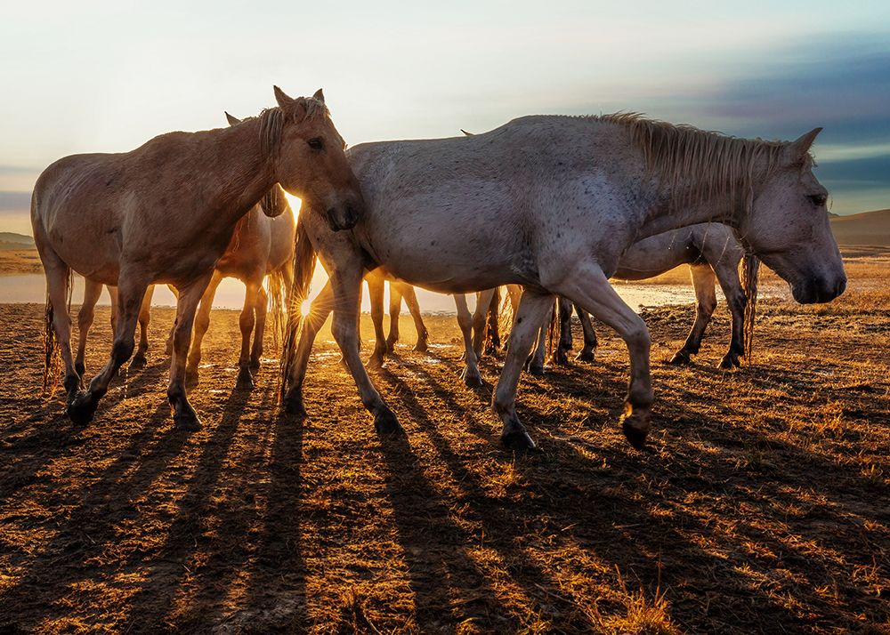 Wild Horses Golden Hour art print by Taksing for $57.95 CAD