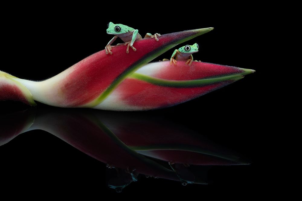 Lema Frogs art print by Louise Wolbers for $57.95 CAD