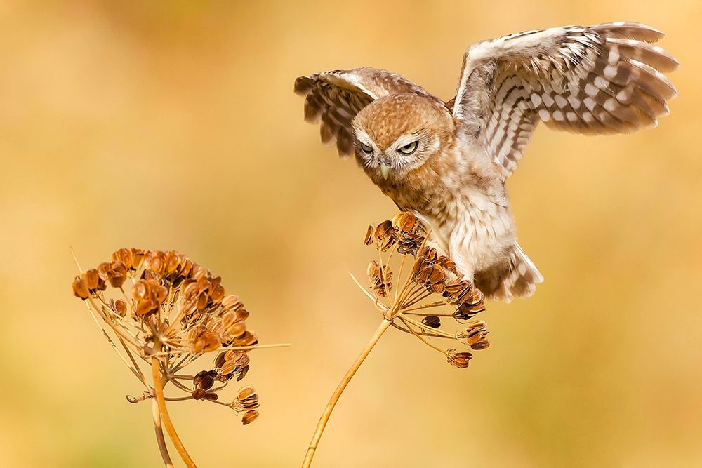 Little Owl art print by David Manusevich for $57.95 CAD