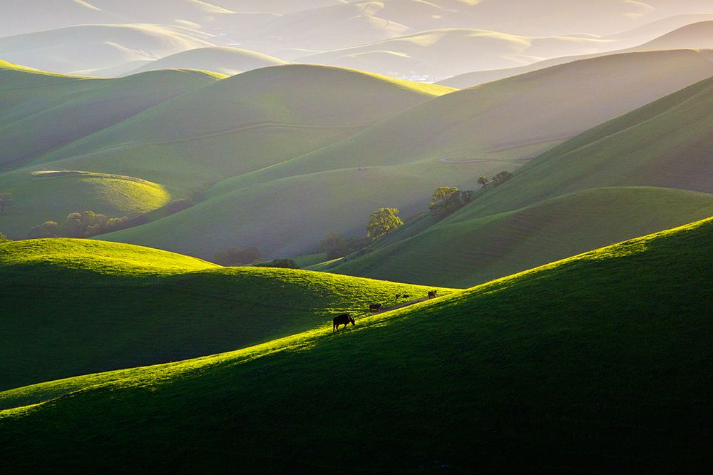Afternoon Light On Hills art print by Dianne Mao for $57.95 CAD