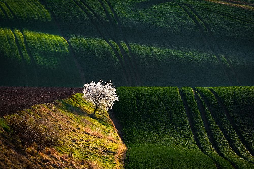 A Flowering Tree In The Waves art print by Milan Uhrin for $57.95 CAD