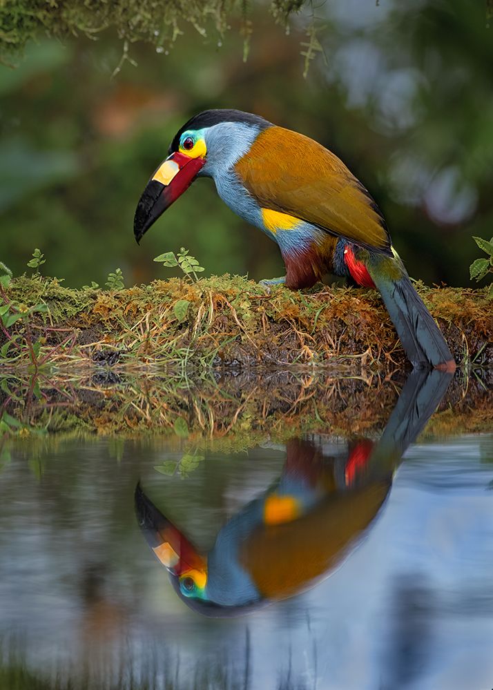 Plate-Billed Mountain-Toucan art print by Siyu And Wei for $57.95 CAD