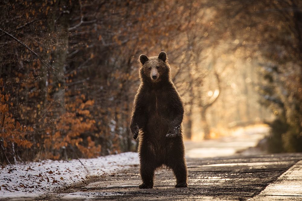 The Bear art print by Dan Mirica for $57.95 CAD