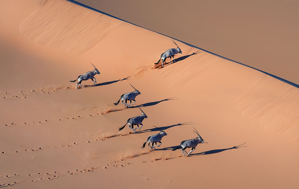 Oryx In The Desert art print by Min Li for $57.95 CAD