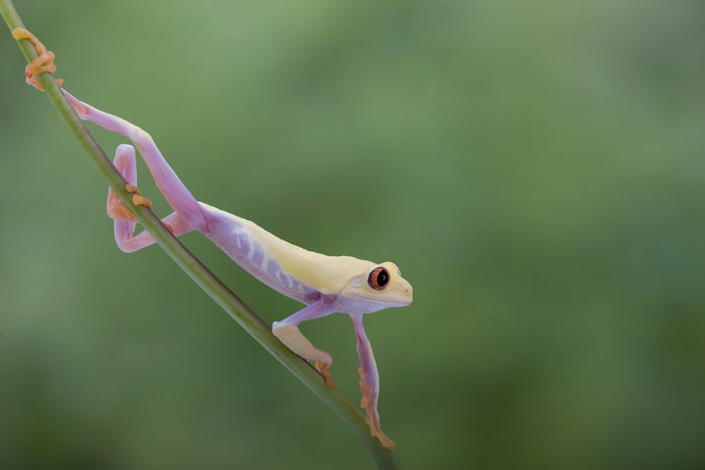 Morning Stretch art print by Louise Wolbers for $57.95 CAD