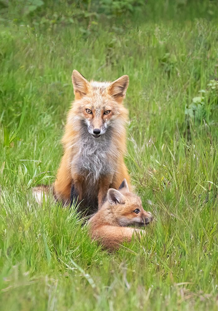 Foxes art print by Shirley Ji for $57.95 CAD