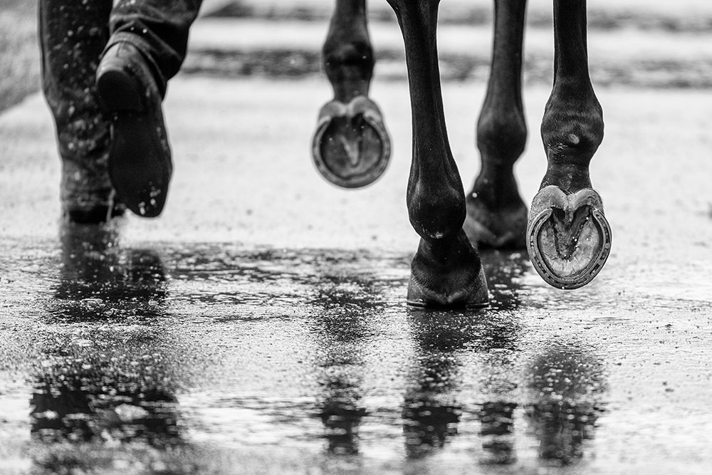 Water Hooves art print by Sharon Lee Chapman for $57.95 CAD