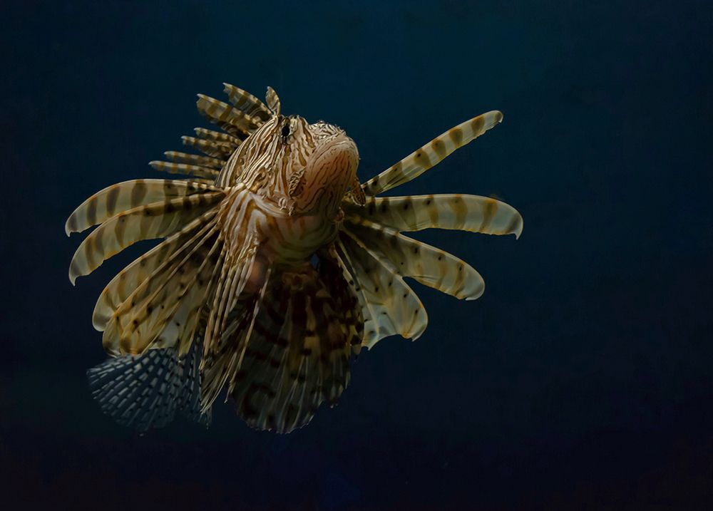Underwater Beauty Of Nature art print by Haytham Al-Hefnawy for $57.95 CAD
