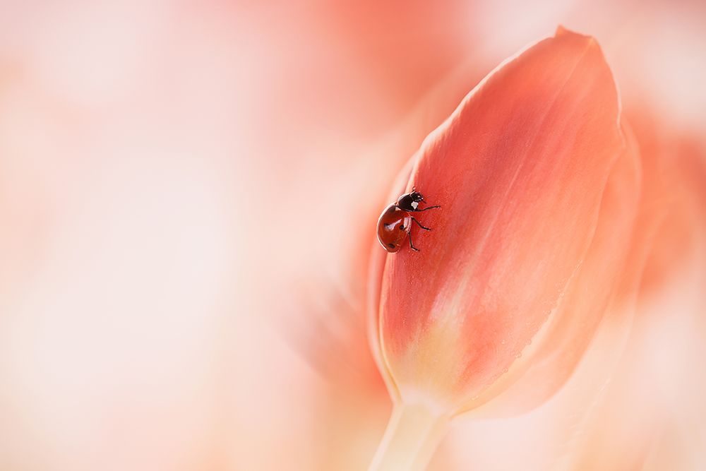 Simplicity art print by Ellen Van Deelen for $57.95 CAD