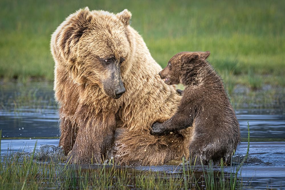 Bear-Back Ride? art print by Jeffrey C. Sink for $57.95 CAD