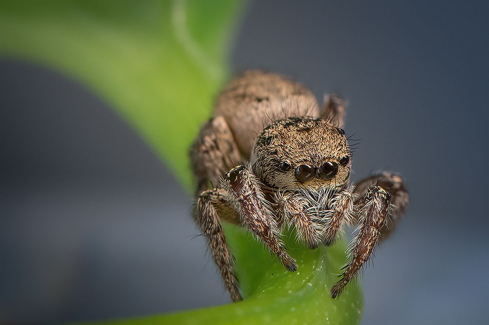 Jumping Spider art print by Ivy Deng for $57.95 CAD