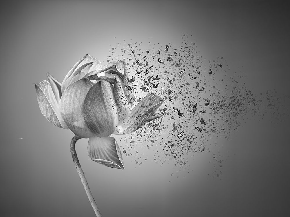 Flower art print by Lin Lin for $57.95 CAD