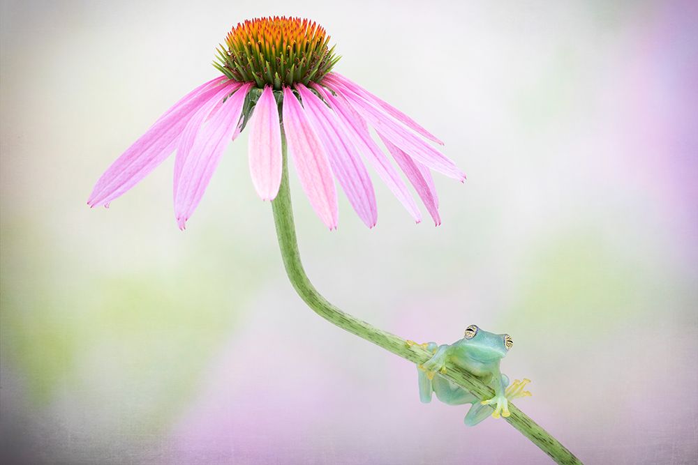 Protected art print by Renee Doyle for $57.95 CAD