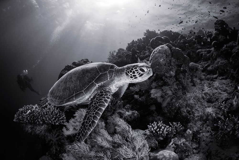 Green Turtle In Black And White art print by Barathieu Gabriel for $57.95 CAD