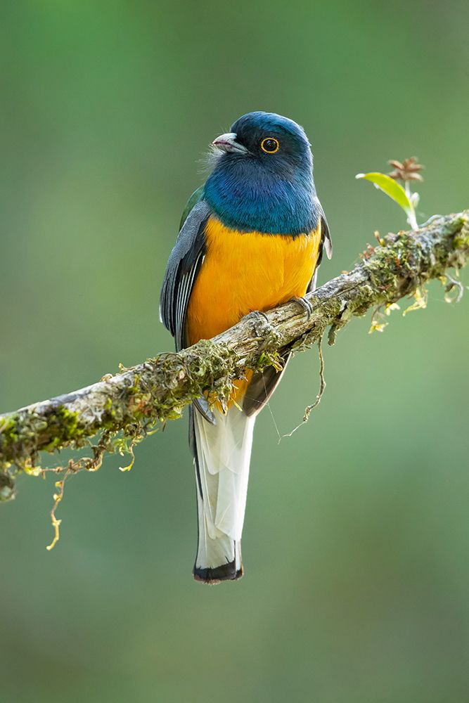 Surucua Trogon art print by Milan Zygmunt for $57.95 CAD