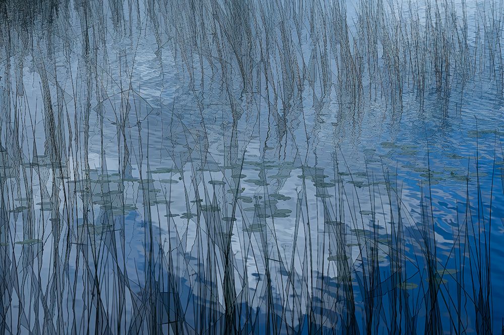 Abstract Riet art print by Ina Bouhuijzen for $57.95 CAD