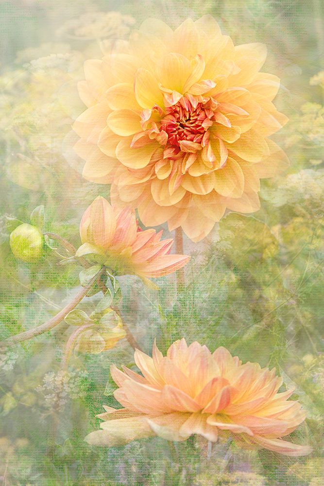 Secret Garden art print by Jacky Parker for $57.95 CAD