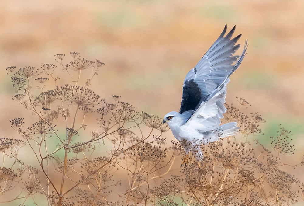 The Take Off art print by Carmel Tadmor for $57.95 CAD
