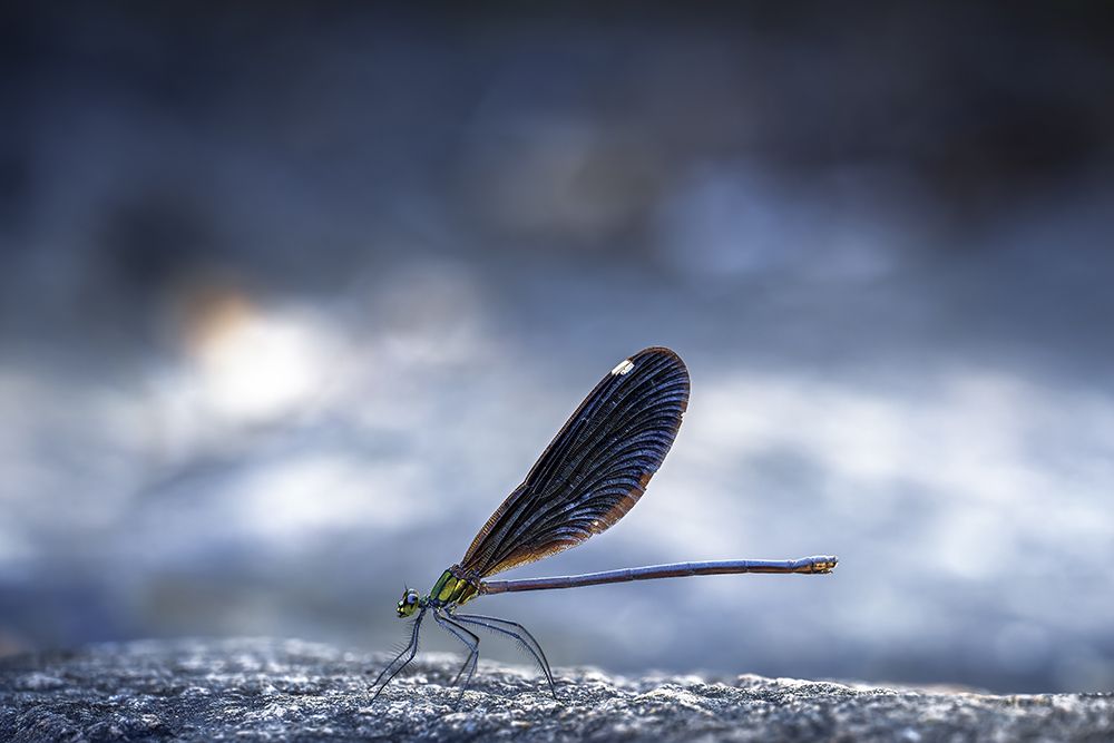 Dragonfly art print by Jianwen for $57.95 CAD