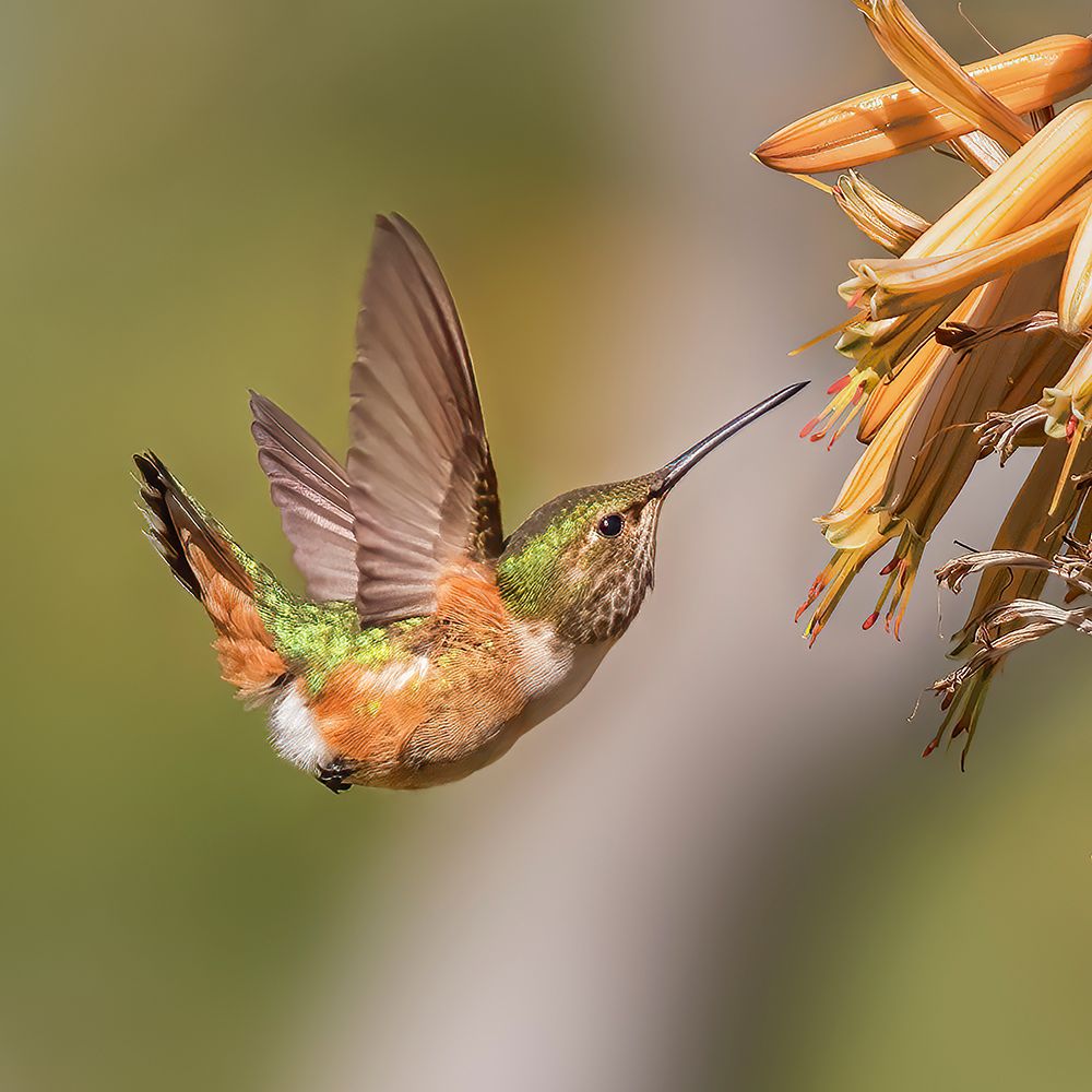 Hummingbird art print by Shirley Ji for $57.95 CAD