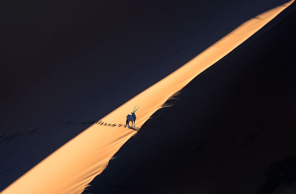 Oryx In The Desert art print by Min Li for $57.95 CAD