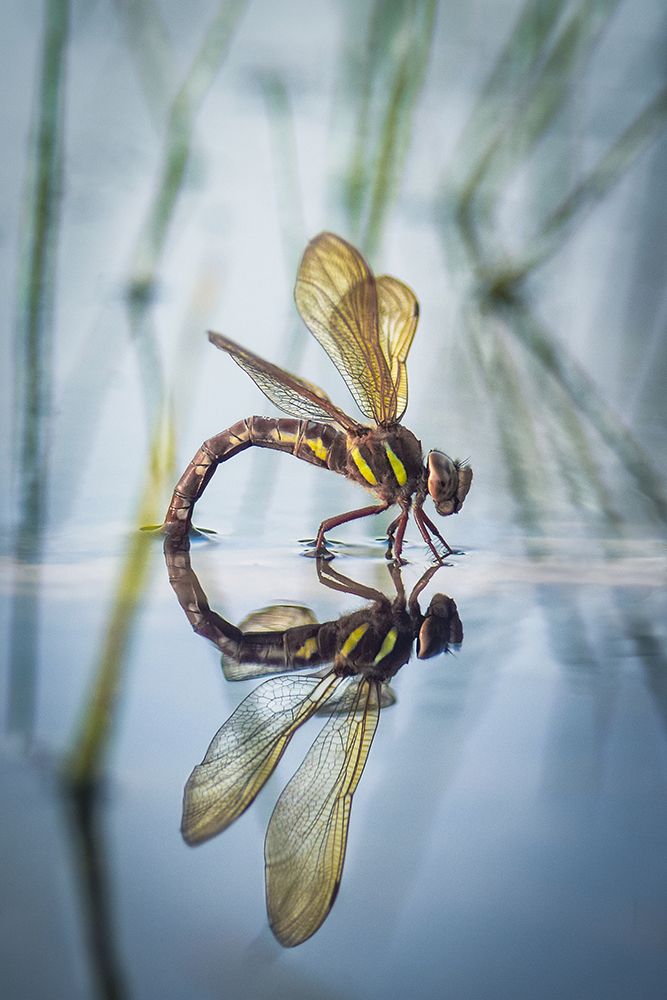 Brown Hawker-Aeshna Grandis (Linnaeus-1758) art print by Victoria Bykanova for $57.95 CAD