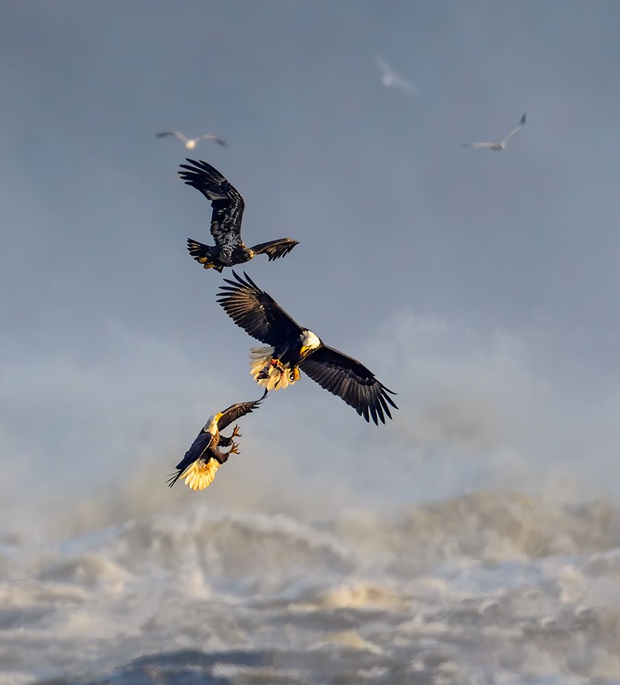 Bald Eagles art print by Yunqiang Li for $57.95 CAD