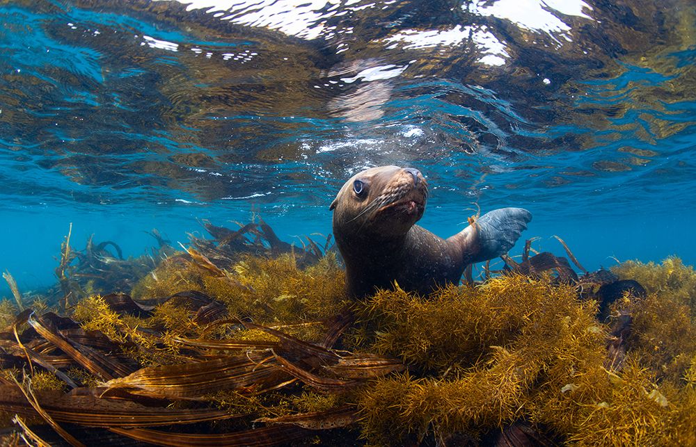 Visiting Sea Lions art print by Andrey Narchuk for $57.95 CAD