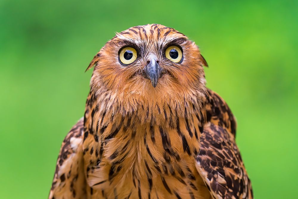 Buffy Fish Owl Potrait art print by Chong Lip Mun for $57.95 CAD