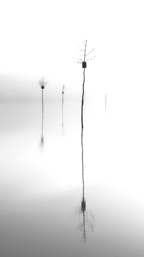 Trees art print by Mei Zhang for $57.95 CAD