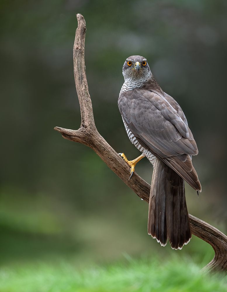 Goshawk art print by Larissa Rand for $57.95 CAD
