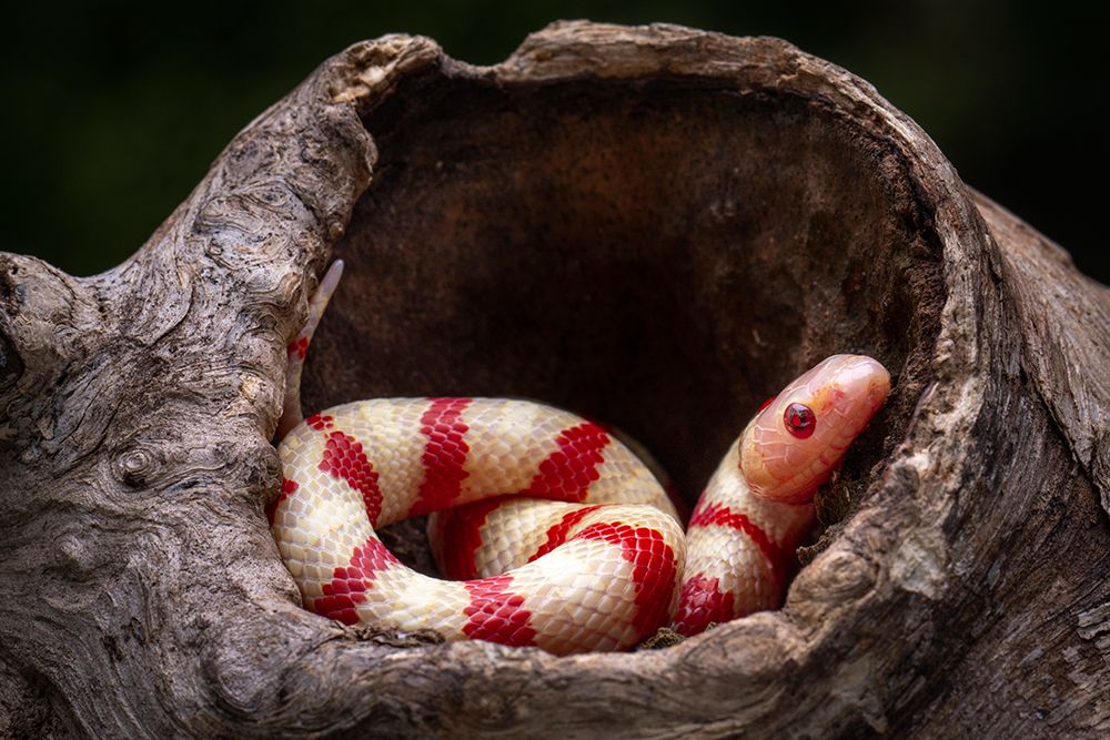 Red And White Snake art print by Ajar Setiadi for $57.95 CAD