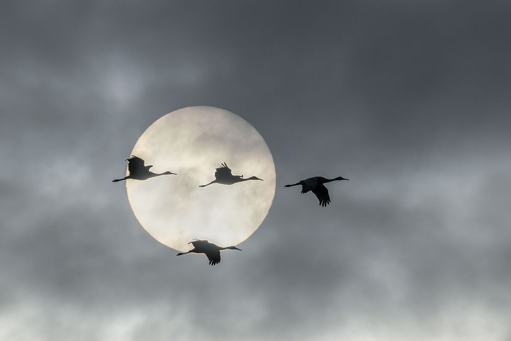 Flying High art print by John Fan for $57.95 CAD