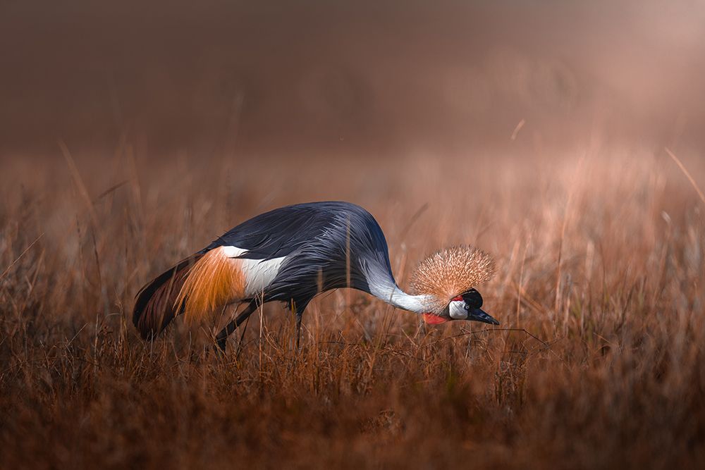 Black Crowned Crane art print by Ahmed Sobhi for $57.95 CAD