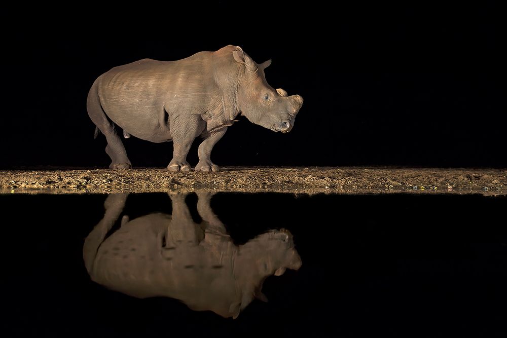 Rhino art print by Marco Pozzi for $57.95 CAD
