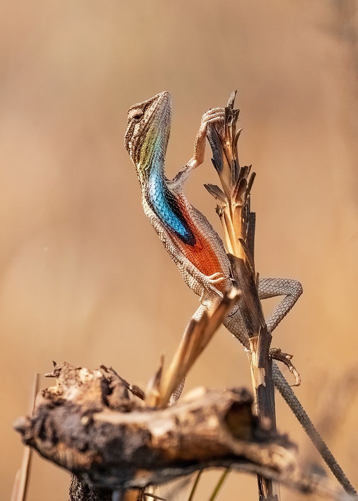 Fan-Throated Lizard In Concert! art print by Saurabh Dhanorkar for $57.95 CAD