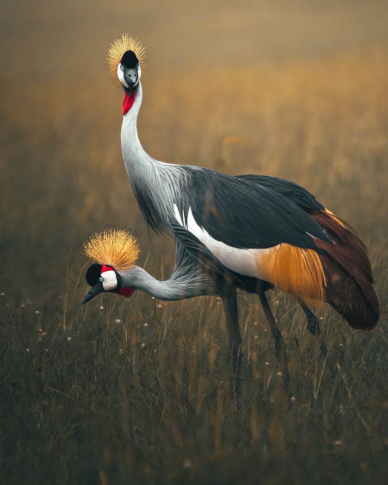 Twins art print by Ahmed Sobhi for $57.95 CAD