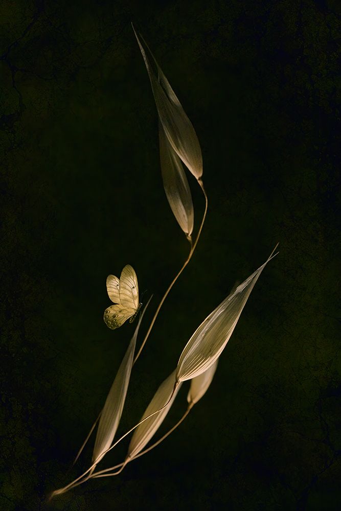 Waiting For Dawn art print by Cicek Kiral for $57.95 CAD