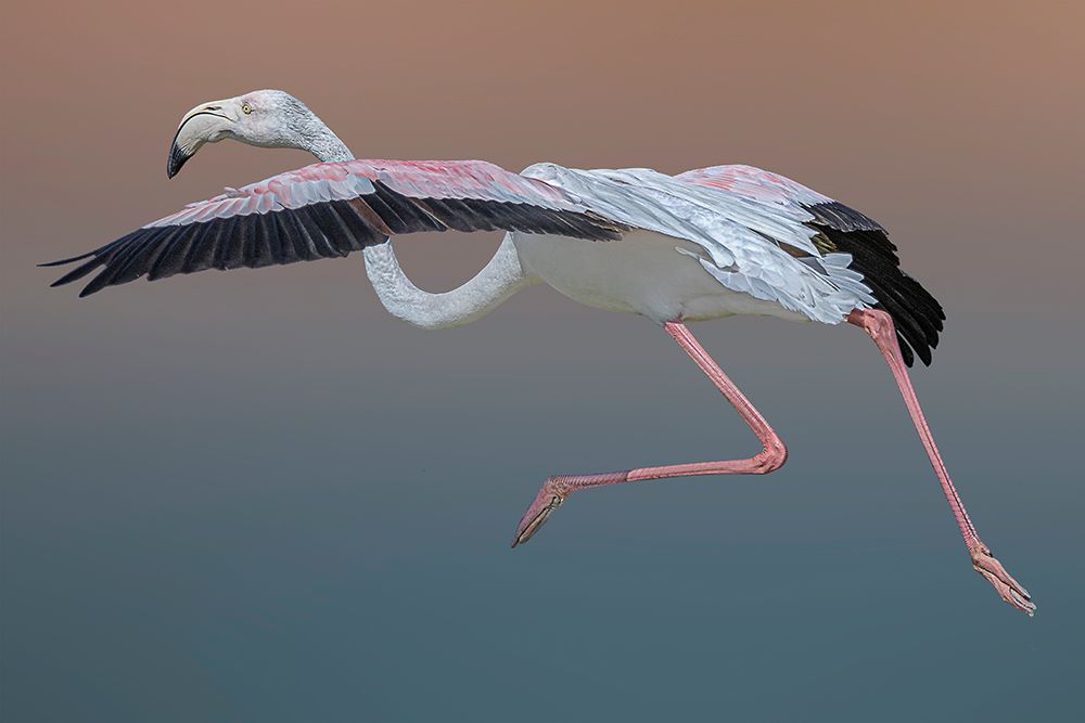 Flamingo Escape art print by Dr. Eman Elghazzawy for $57.95 CAD