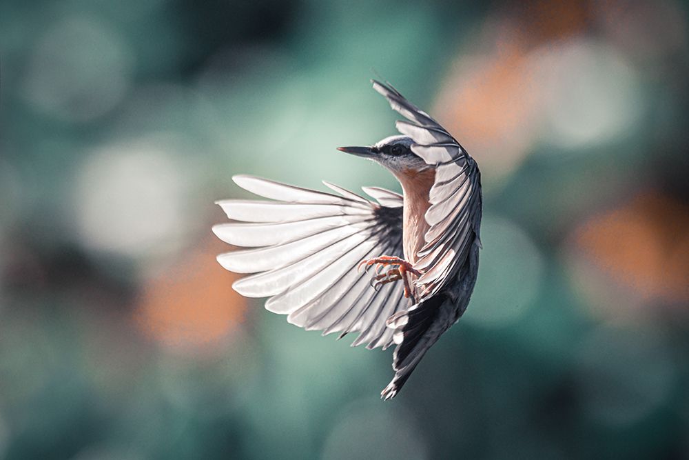 Dynamic Wings art print by Niki Colemont for $57.95 CAD