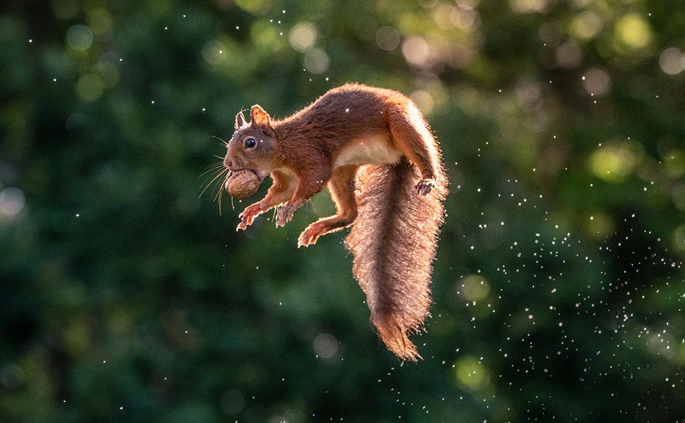 Lavitating Squirrel art print by Niki Colemont for $57.95 CAD