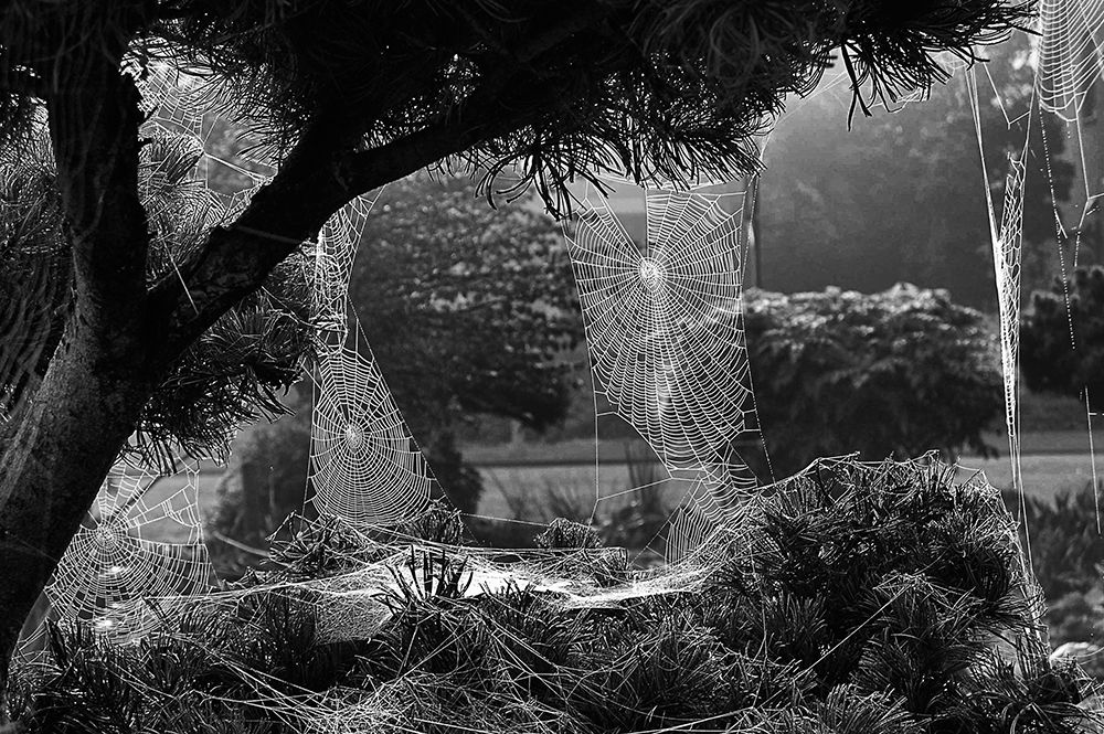 Web art print by Henk van Maastricht for $57.95 CAD