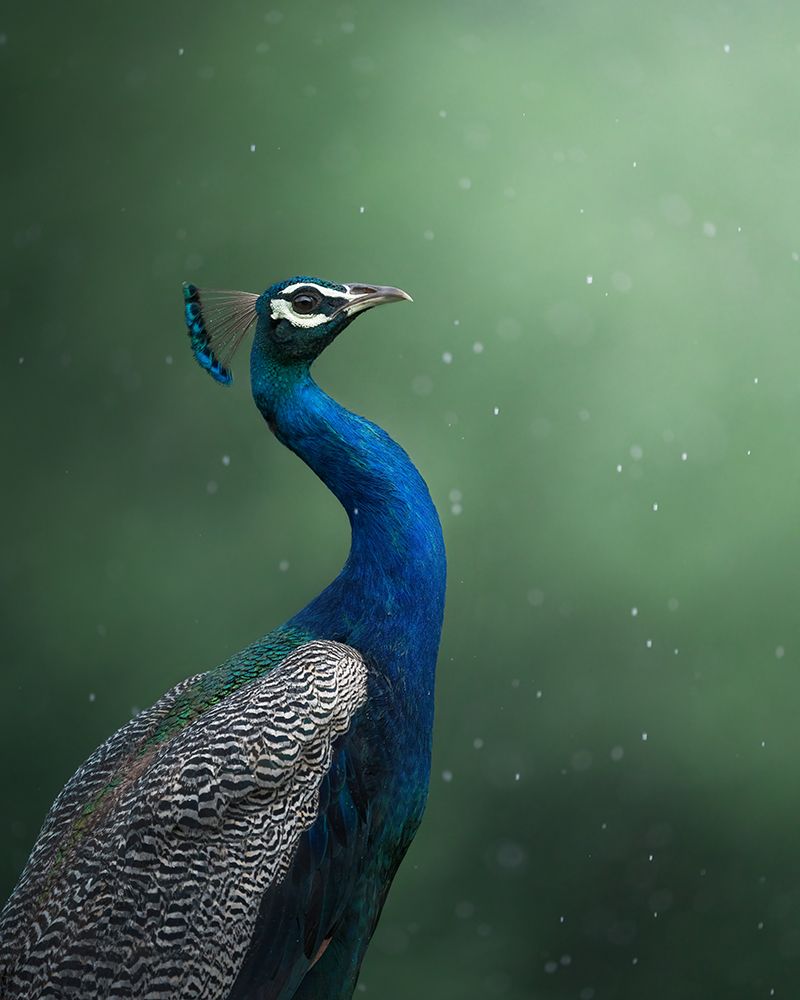 Crowned Onlooker art print by Chaitanya Rawat for $57.95 CAD