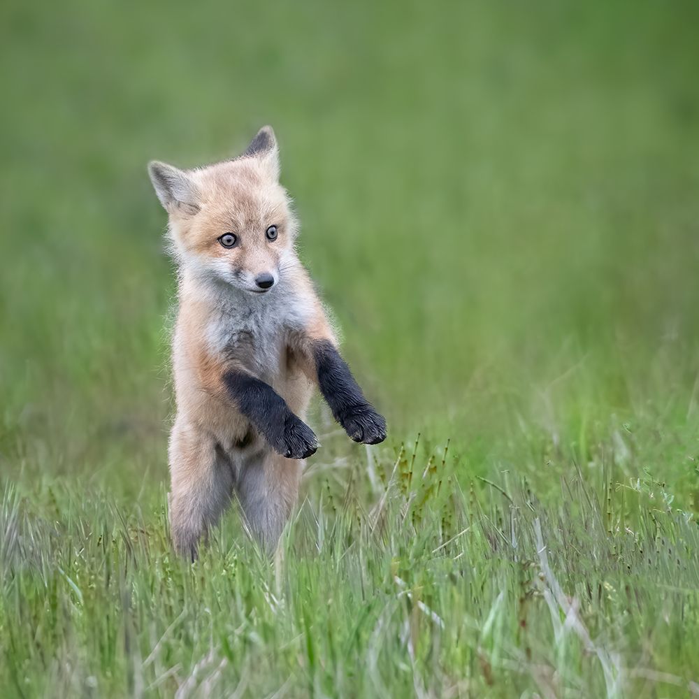 Baby Fox art print by Shirley Ji for $57.95 CAD