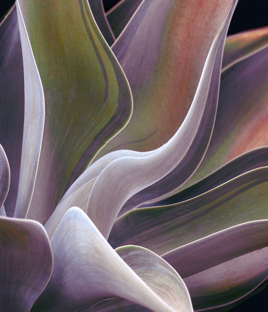 Agave Summer Abstract art print by Robin Wechsler for $57.95 CAD
