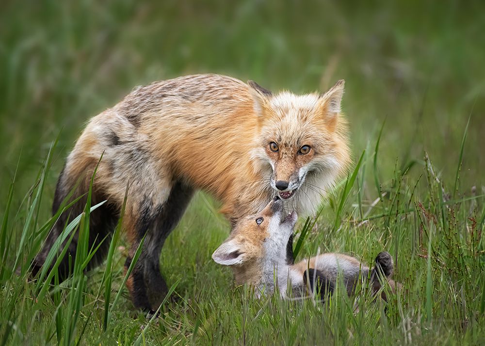 Foxes art print by Shirley Ji for $57.95 CAD