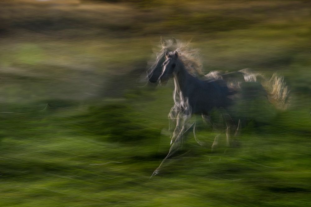 Galloping art print by Milan Malovrh for $57.95 CAD